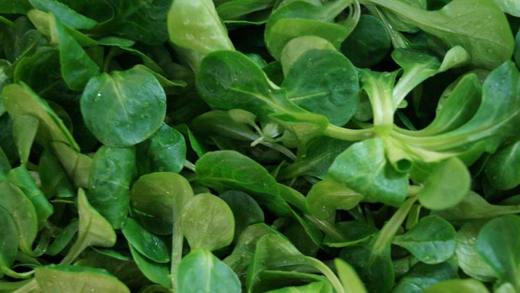 Das Hauptziel des PRE-Projekts "Bio Gemüse Seeland" ist die Schaffung von Mehrwert für den biologischen Gemüseanbau im Seeland. Bild: GABOT.