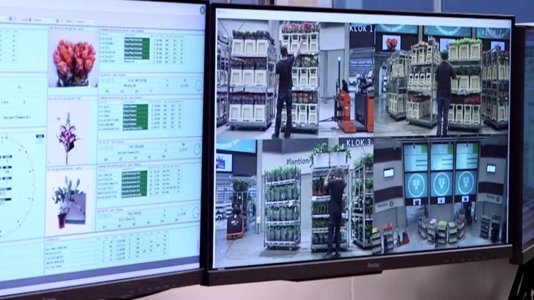 Ferneinkauf mit Live-Videomaterial des Versteigerungsprozesses. Bild: PLantion.