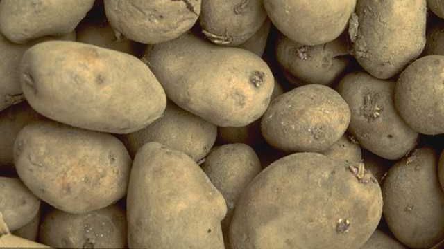Kartoffeln. Bild: GABOT.