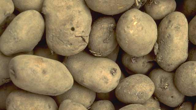 Der Kartoffelertrag belief sich 2019 auf 298,7 Dezitonnen pro Hektar (dt/ha). Bild: GABOT.