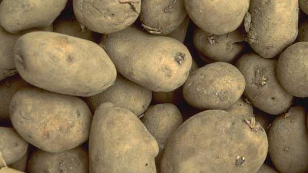 Marktbeobachter sprechen von einer historisch kleinen Kartoffelernte in Deutschland. Bild: GABOT. 