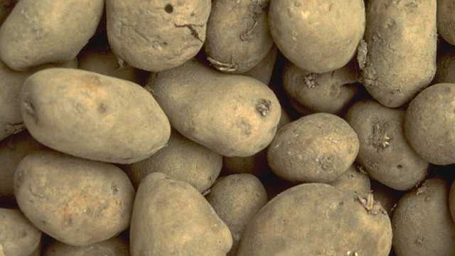 Der Bundesverband der Deutschen Stärkekartoffelerzeuger e.V. hält höhere Kartoffelpreise für nötig. 