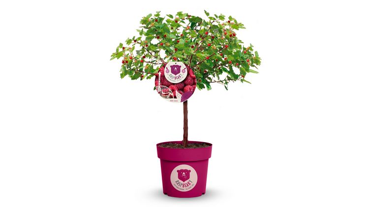 Raspbeary – the berry tree. Bild: Heinje.