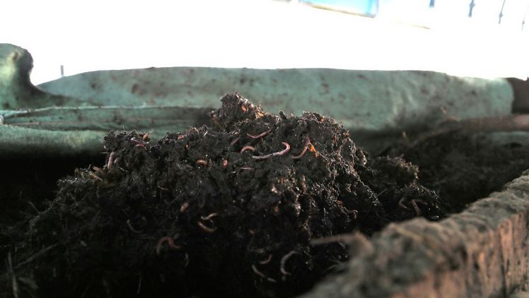 Je nach Jahreszeit tummeln sich mehrere Millionen Kompostwürmer in Fuhrers Wurmstall. Bild: rho.