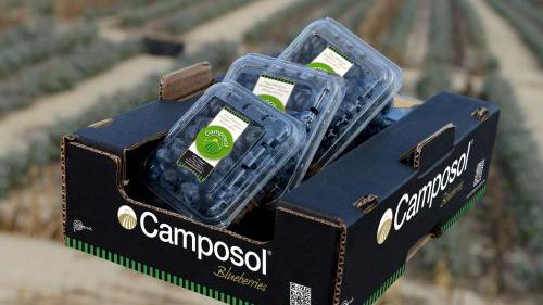Camposol ist besonders im Blaubeersegment stark. Bild: Camposol. 