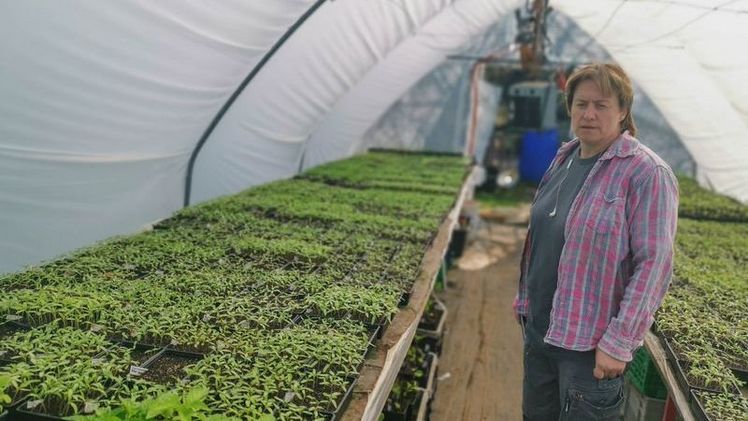 Gemüsegärtnerin Sibylle Siegrist mit Tausenden von Tomatenpflänzchen, die nun pikiert werden müssen. Bild: lid.ch,ep.
