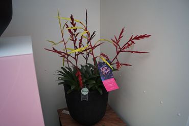 Future Plants by Waterdrinker in Aalsmeer. Bild: GABOT.