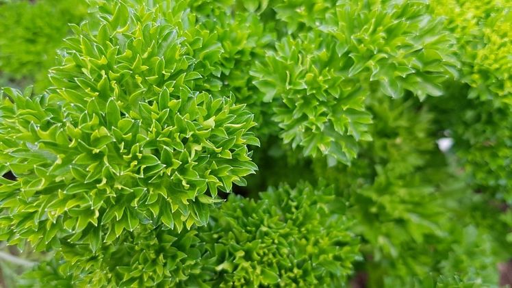 Ihre giftigen Eigenschaften zeigt die Petersilie erst im zweiten Jahr. Bild: GABOT.