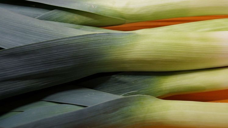 Wie kommt Lauch mit weniger Wasser aus? Bild: GABOT.