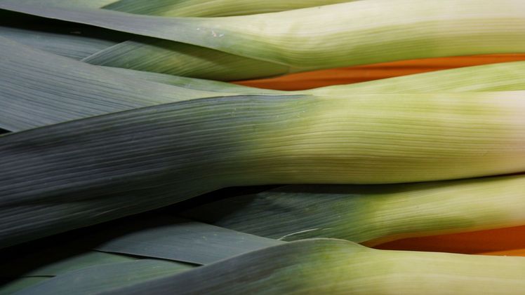 Beim Lauch unterscheidet man heute viele Sorten, die in Sommer-, Herbst- und Winterlauch eingeteilt werden. Bild: GABOT.