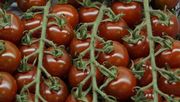 Pestizide in Snacktomaten: Nur vier konventionelle überzeugen mit "sehr gut". Bild: GABOT.