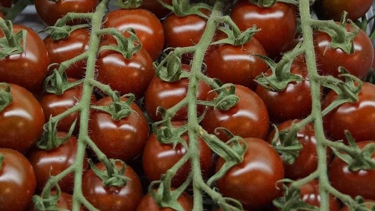 Pestizide in Snacktomaten: Nur vier konventionelle überzeugen mit "sehr gut". Bild: GABOT.