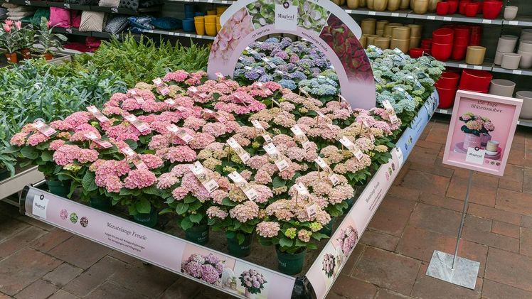 Mit einem auffälligen Retailkonzept und Werbeaktionen hilft Magical Hydrangea dem Konsumenten bei der Wahl eines Produktes ausdem ‘Hortensien-Blumenmeer’. Bild: Magical Hydrangea.