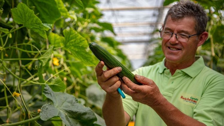 Gärtner Egino Wehrle mit Schlangengurken. Bild: Achim Mende.