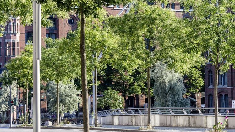 Stadtgrün ist in Zeiten des Klimawandels bedeutender denn je. Bild: ENA/BdB/Graf Luckner.