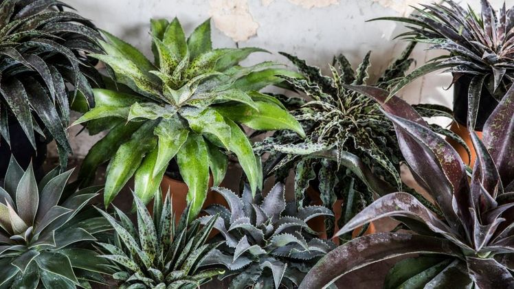 Die Kollektion der Mad about Mangave umfasst insgesamt 5 Sorten und bietet dem Endverbraucher damit eine breite Auswahl. Bild: Plantipp.