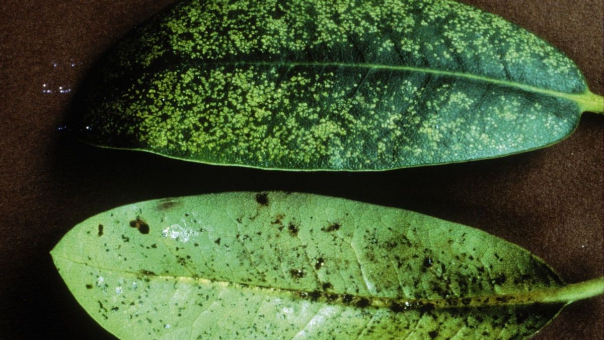 Pflanzenschutz: Netzwanzen an Rhododendron | Gabot.de
