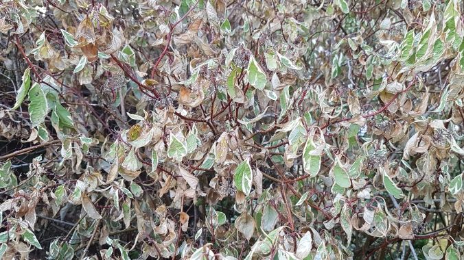 In NRW sind nun Dürrehilfen verfügbar. Bild: GABOT.