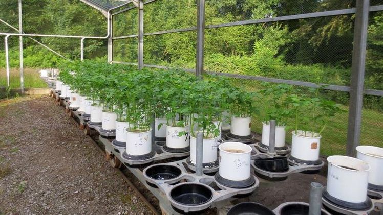 Bestimmung des Einflusses von Schadstoffen auf das Pflanzenwachstum im Gefäßversuch. Bild: JKI.