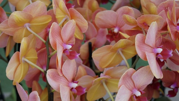 Phalaenopsis Multiflora. Bild: GABOT.