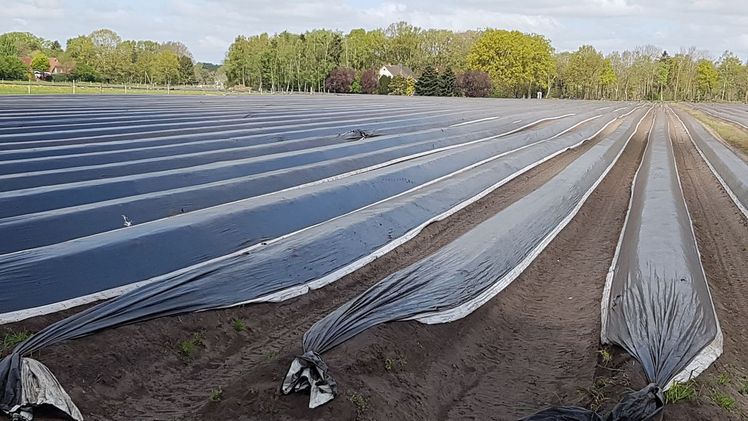 In der Saison 2021 bleibt die Größe der ertragsfähigen Spargelflächen in Brandenburg mit knapp 4.000 Hektar weiterhin auf dem Rekordniveau des Vorjahres. Bild: GABOT.