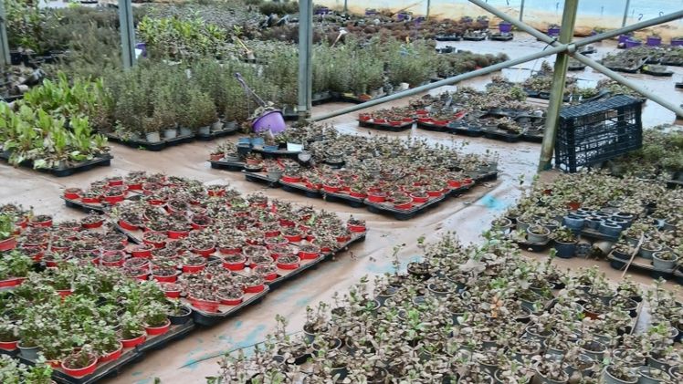 Sturmtief "Nils" und die darauf folgenden Hochwasser haben im Südwesten und Westen Frankreichs zu hohen Schäden geführt. Das Bild zeigt, was die Überflutung in einem Betrieb in Lot-et-Garonne angerichtet hat. Bild: © Gartenbau-Versicherung. 