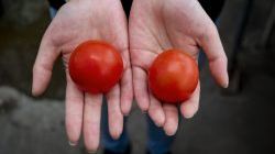 Eine Vitamin-D-Tomate und eine Wildtyp-Tomate. Bild: JIC.