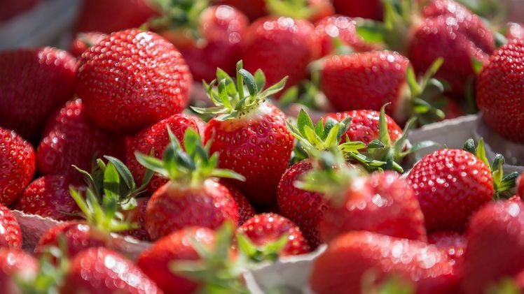 Die Erdbeerhauptsaison endet in Süddeutschland Mitte Juli. Bild: VSSE e.V./Christoph Göckel.