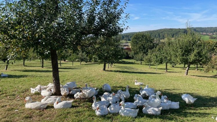 Agroforstwirtschaft kann sehr vielfältig sein: Hier spendet ein Baum auf einer Streuobstwiese Schatten für Gänse. Bild: Universität Hohenheim / Julia Schneider.