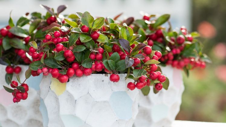 Feuerdorn (Pyracantha). Bild: Pflanzenfreude.de.