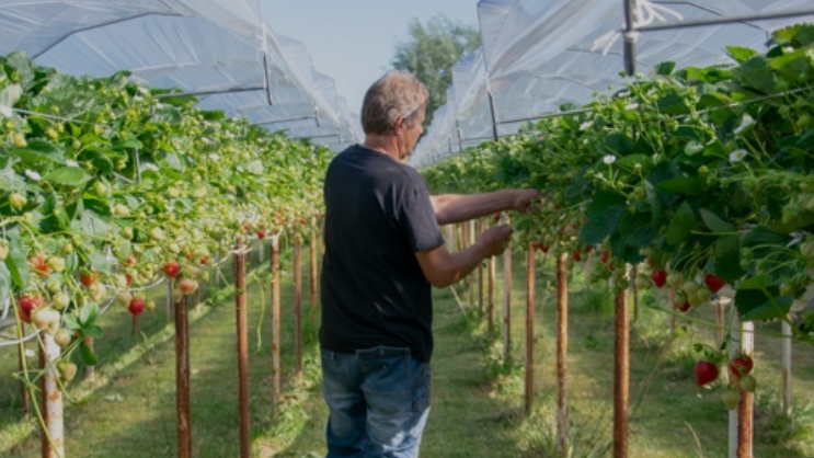 Eine Reihe vielversprechender neuer Sorten wird derzeit an Teststandorten angebaut, um das Sortiment der köstlichen Arabella- und Inspire-Erdbeeren sowie der Nobility- und Lagorai-Himbeeren zu ergänzen. Bild: The Greenery.
