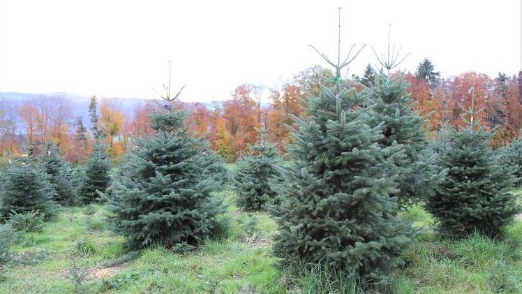 Der Marktanteil der Schweizer Bäume hat in den letzten Jahren etwas zugenommen. Bild: lid.