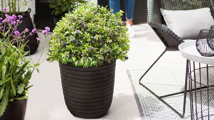 BerryBux®. Bild: zu Jeddeloh.