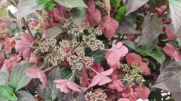Hydrangea serrata 'DAREDEVIL'. Bild: GABOT.