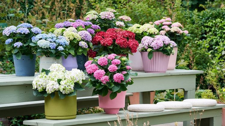 Die Familie der Magicals zeichnet sich durch eine große Farbenvielfalt aus und der Clou: sie ändern die Farbe im Laufe ihrer sehr langen Blütezeit auch noch mehrfach. Bild:  Magical Hydrangea. 