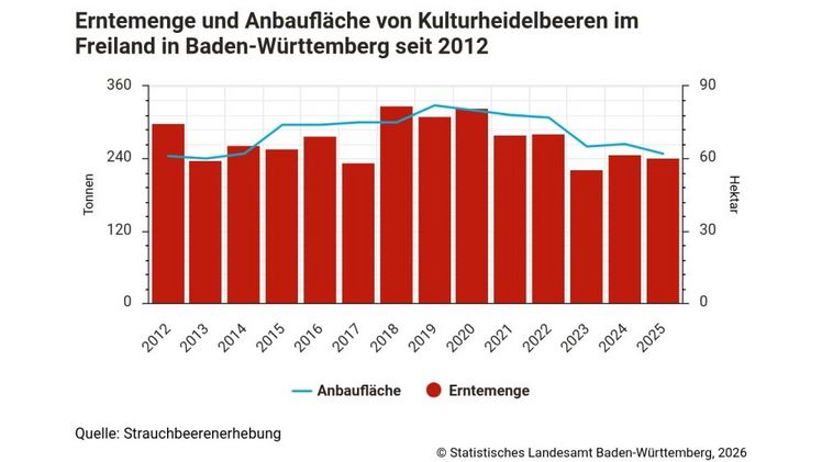 Erntemenge und Anbaufläche von Kulturheidelbeeren im Freiland in Baden-Württemberg seit 2012. Grafik: Statistisches Landesamt Baden-Württemberg.