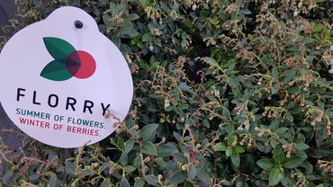 Gaultheria 'FLORRY'. Bild: GABOT.