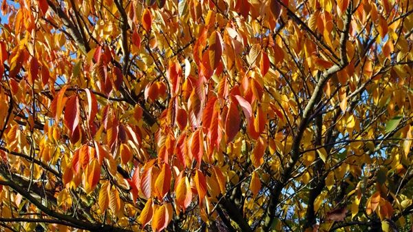 Der Herbst kommt. Bild: GABOT.