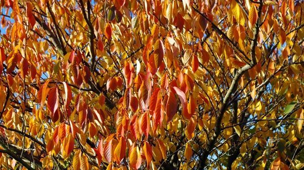 Auch wenn der Sommer vorbei ist, muss der Garten nicht in Grau versinken. Bild: GABOT.