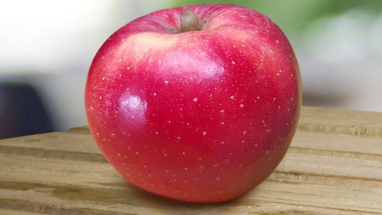 Die erste Sorte, die vermarktet wird, ist "HOT84A1" Bild: T&G Global. 