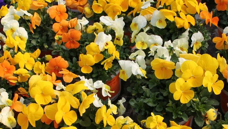 Auch Viola können bald gekauft werden, obwohl sie nicht von den Anlieferern zur Versteigerung gebracht wurden. Bild: GABOT.