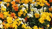 Der Absatz von Blumen und Pflanzen ist ein Saisongeschäft. Bild: GABOT.