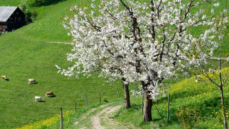 Auch Kirschbäume blühen tendenziell immer früher. Bild: nhu.