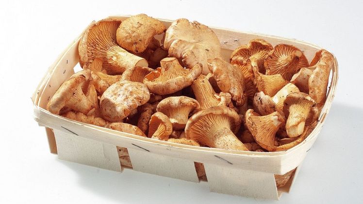 Jetzt ist wieder Pfifferling-Saison! Mit den aromatischen Wildpilzen lassen sich viele köstliche Gerichte zubereiten. Bild: GMH/BDC.