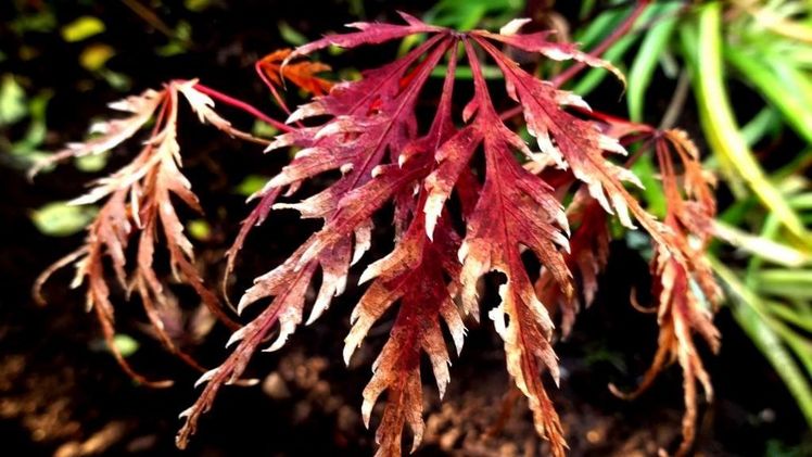 Vertrocknen der Blätter am Fächerahorn. Bild: Klaus Margraf.