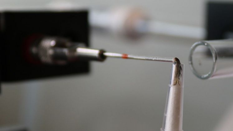 Bei der Elektroantennographie strömt ein Mix flüchtiger Substanzen an den Antennen des jeweiligen Insektes vorbei. Ein Gerät registriert, worauf die Antennen reagieren. Bild: Bruna Czarnobai/JKI.