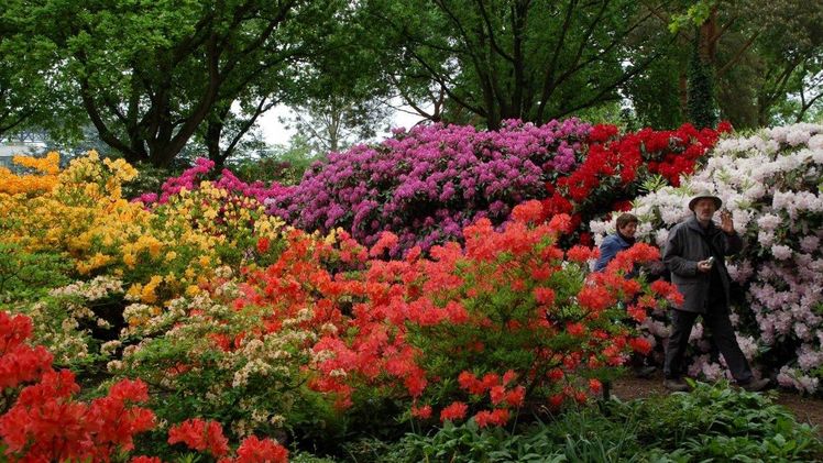 Ab Mitte Mai verwandeln die zahlreichen Rhododendren den Park der Gärten in ein bunten Blütenmeer. Bild: Park der Gärten.