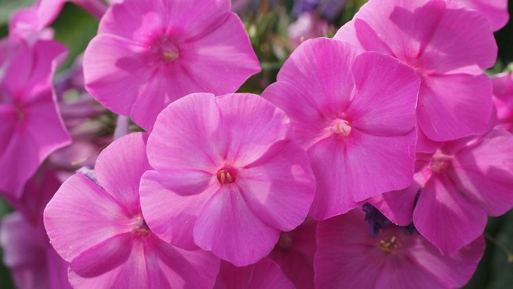 Sechs Kommunen haben sich für die Landesgartenschau 2027 in Rheinland-Pfalz beworben. Bild: GABOT.