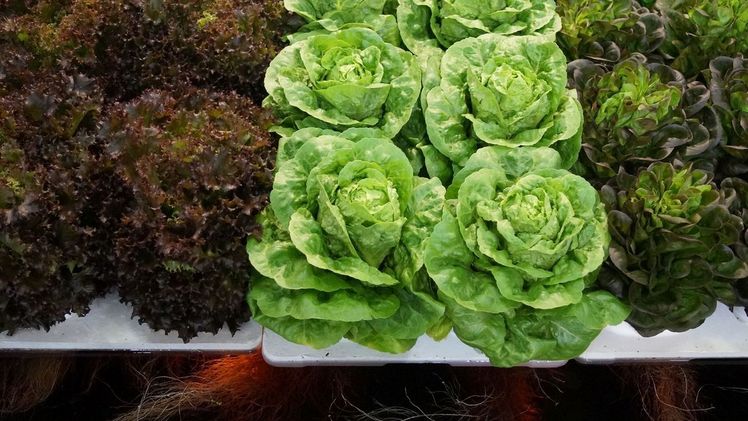 Die Fraktion Bündnis90/Die Grünen fragt zur Zukunft der Gartenbauwissenschaften in Deutschland. Bild: GABOT.