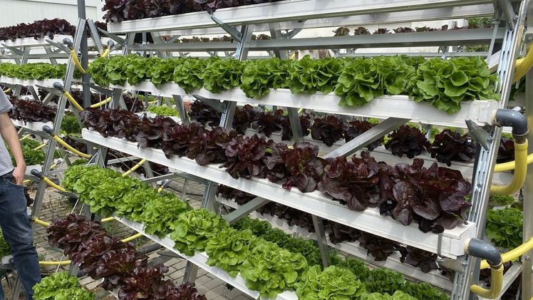 Das Startup Pflanzentheke entwickelt mit Förderung durch die Deutsche Bundesstiftung Umwelt (DBU) eine horizontale Mini-Farm. Die Pflanzen wachsen in nährstoffreichem Wasser. Bild: Pflanzentheke GmbH. Das Startup Pflanzentheke entwickelt mit Förderung durch die Deutsche Bundesstiftung Umwelt (DBU) eine horizontale Mini-Farm. Die Pflanzen wachsen in nährstoffreichem Wasser. Bild: Pflanzentheke GmbH.